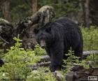 Μια μεγάλη αμερικανική μαύρη αρκούδα στο δάσος. Είναι η συχνότερη αρκούδα στη Βόρεια Αμερική